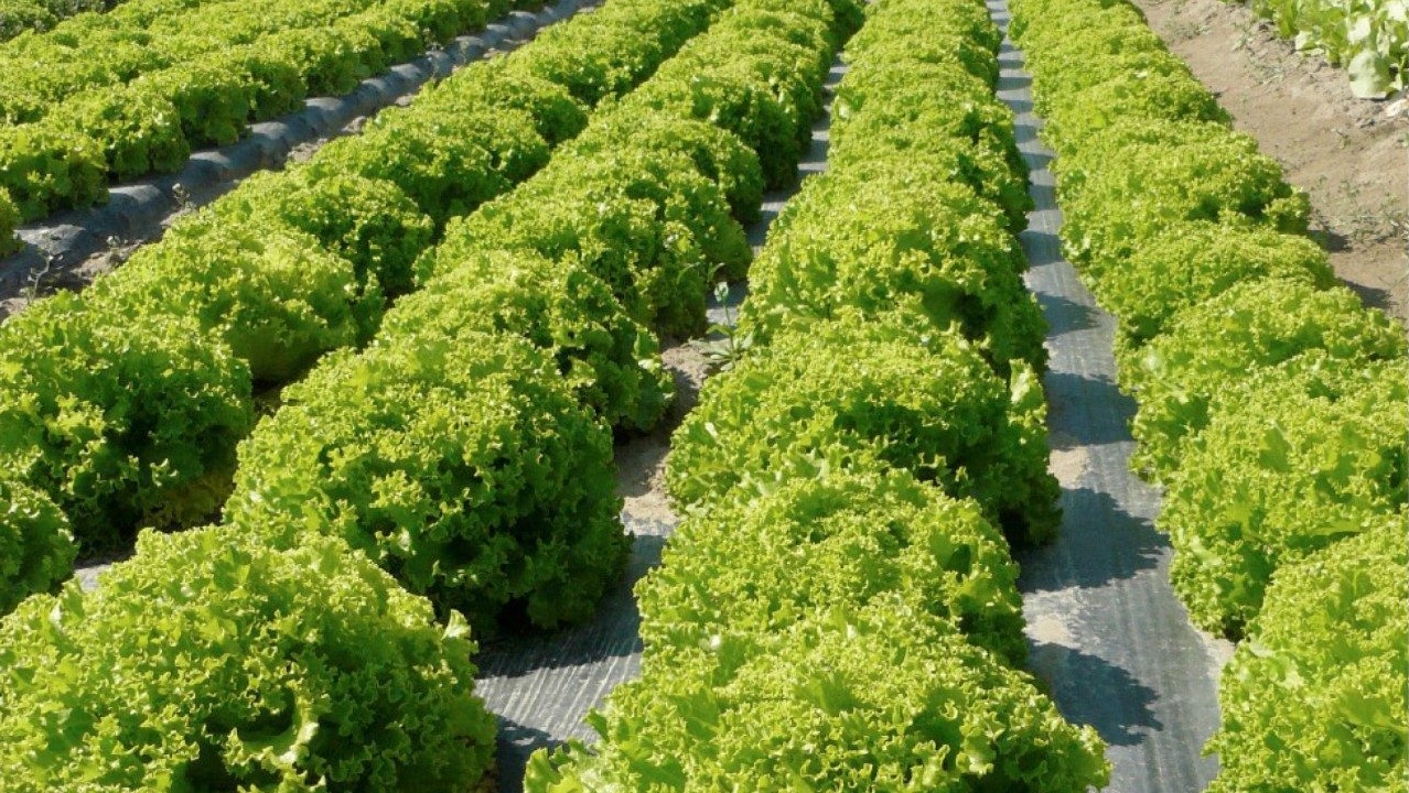 naturplas-film-para-el-acolchado-Mater-Bi-6-1280x739|Gráfica_Novamont-01|Gráfica_Novamont-02